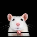 The Rat Cave