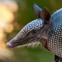 Tallman's Armadillo Sanctuary