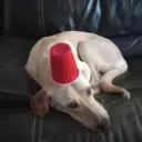 The Puppi Den