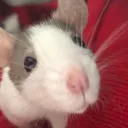 dead rats