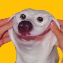 Unusual Memes Daily