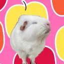 Guinea Pigs' Nuclear Bunker