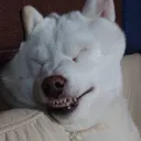 RUST[JPOnly/PVP][GINGA/Twitch]JUST WIPED!