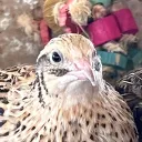 Let’s Talk Quail!
