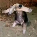 Baeblade's Fun Circle