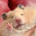 Hamster Community🐹