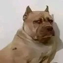 GRUPO DONDE FINGIMOS SER FURRY... Discord Server Icon