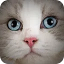Super Cat Simulator