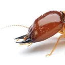 OCSTS (Archive) Discord Server Icon