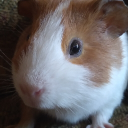 Guinea pig fanclub Server Icon