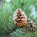 Pitchpine Forest 🌲