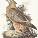 Naturalist Gang