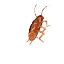 Dancing Cucaracha's icon