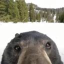 The Bear Den Discord Server Icon
