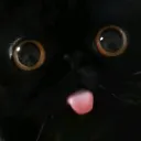 ✮blackcat