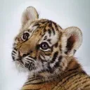 Tiger’s Server