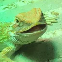 Happy Dragons