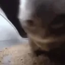 Hermit Meadow Discord Server Icon