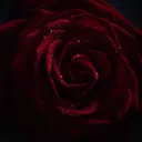 🌹ʀᴏꜱᴀꜱ ᴘᴀʀᴀᴅɪꜱᴇ🌹