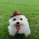 ᴀᴍʙʏɪᴀꜱᴛʏ ᴍʏᴛʜᴏꜱ discord icon