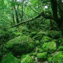 樹海