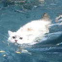 Shuu Chii !! Discord Server Icon