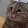 ekitten collection