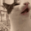 RoboCat
