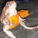 Froggaz Heckin Server
