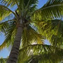 𝐆𝐫𝐞𝐚𝐭 𝐏𝐥𝐚𝐦𝐬 𝐰𝐨𝐥𝐯𝐞𝐬 𝐑𝐏🌴
