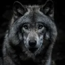 LONE WOLF RUNNERZ