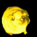 Pug Discord Server Icon