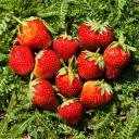 Strawberry fields