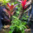 vivariums