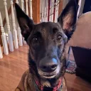 Leif's Music & Gaming Dog House