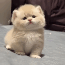 ✨КиберЛапки🎮