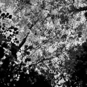 The Fall
