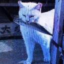 ⋆  ̊。⋆୨Universal Catties୧⋆  ̊。⋆ Discord Server Icon