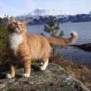 ☆《♪ 𝙼𝚢𝚜𝚝𝚒𝚌   𝙵𝚊𝚕𝚕𝚜 ♪》☆'s icon