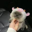 ᵔᴗᵔ 𝚡-𝚌𝚎𝚕𝚝𝚒𝚌 ⪩⪨ Discord Server Icon