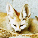 [DSCS] Desert Fennec Empire