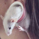 Mouse Utopia