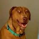 Dawg Community