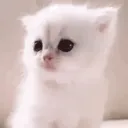 Syed’s Supercalifragilistic Se... Discord Server Icon