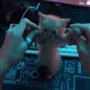 Sanctum Of Silly Discord Server Icon