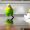 Budgie Community