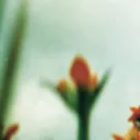 The Fragile Discord Server Icon