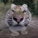 Ballsy server Discord Server Icon