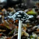 🌟 Strawberry Toes 🌟's icon