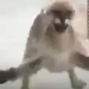cheezysf serv er